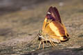 Yellow-banded Awl Hasora schoenherr chuza