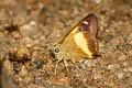 Yellow-banded Awl Hasora schoenherr gaspa