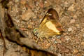 Yellow-banded Awl Hasora schoenherr gaspa