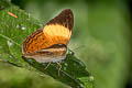 Yellow-banded Yeoman Cirrochroa orissa orissa (Banded Yeoman)