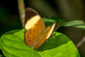 Yellow-banded Yeoman Cirrochroa orissa orissa (Banded Yeoman)