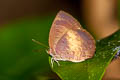 Yellow-disc Tailless Oakblue Arhopala perimuta perimuta