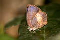 Yellow-disc Tailless Oakblue Arhopala perimuta perimuta