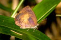 Yellow-disc Tailless Oakblue Arhopala perimuta perimuta