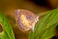 Yellow-disc Tailless Oakblue Arhopala perimuta perimuta