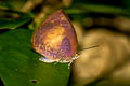 Yellow-disc Tailless Oakblue Arhopala perimuta regina