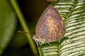 Yellow-disc Tailless Oakblue Arhopala perimuta regina