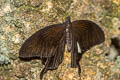 Yellow Helen Papilio chaon annulus