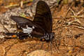 Yellow Helen Papilio chaon annulus