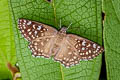 Yellow-spotted Angle Caprona alida alida (Golden Angle)