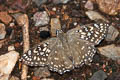 Yellow-spotted Angle Caprona alida alida (Golden Angle)