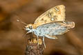 Yellow-spotted Angle Caprona alida alida (Golden Angle)