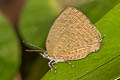 Yellow Tailed Oakblue Arhopala elopura lycaenaria