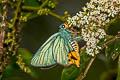 Yellow-tailed Awlking Choaspes stigmatus caudatus