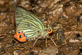 Yellow-tailed Awlking Choaspes stigmatus stigmatus