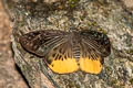 Yellow Flat Mooreana trichoneura pralaya