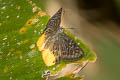 Yellow Flat Mooreana trichoneura pralaya