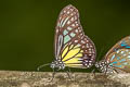 Yellow Glassy Tiger Parantica aspasia aspasia