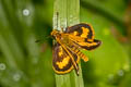 Yellow Grass Dart Taractrocera archias quinta