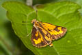 Yellow Grass Dart Taractrocera archias quinta