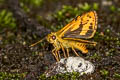 Yellow Grass Dart Taractrocera archias quinta