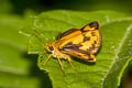 Yellow Grass Dart Taractrocera archias quinta