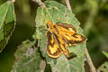 Yellow Grass Dart Taractrocera archias quinta