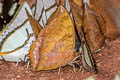 Yellow Rajah Charaxes marmax marmax