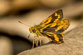 Zigzag-banded Dart Potaanthus mingo ajax