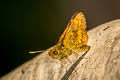 Zigzag-banded Dart Potaanthus mingo ajax