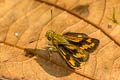 Zigzag-banded Dart Potaanthus mingo ajax