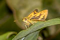 Zigzag-banded Dart Potaanthus mingo ajax