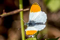 Common Orange Tip Anthocharis cardamines cardamines