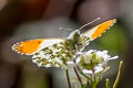 Common Orange Tip Anthocharis cardamines cardamines