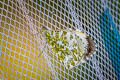 Common Orange Tip Anthocharis cardamines cardamines