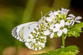 Common Orange Tip Anthocharis cardamines cardamines