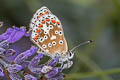 Common Blue Polyommatus icarus icarus