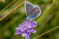 Common Blue Polyommatus icarus icarus