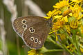 Eurasian Ringlet Aphantopus hyperantus hyperantus