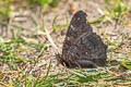 European Peacock Aglais io io