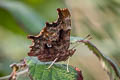 Himalayan Comma Polygonia c-album