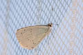 Holly Blue Celastrina argiolus brittana