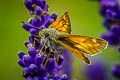 Large Skipper Ochlodes sylvanus