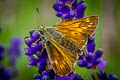 Large Skipper Ochlodes sylvanus