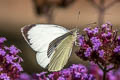 Large White Pieris brassicae brasssicae (Large Cabbage White)