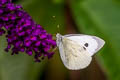 Large White Pieris brassicae brasssicae (Large Cabbage White)