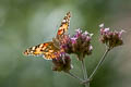 Painted Lady Vanessa cardui