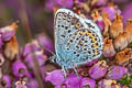 Silver-studded Blue Plebejus argus argus