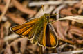 Small Skipper Thymelicus sylvestris sylvestris