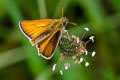 Small Skipper Thymelicus sylvestris sylvestris